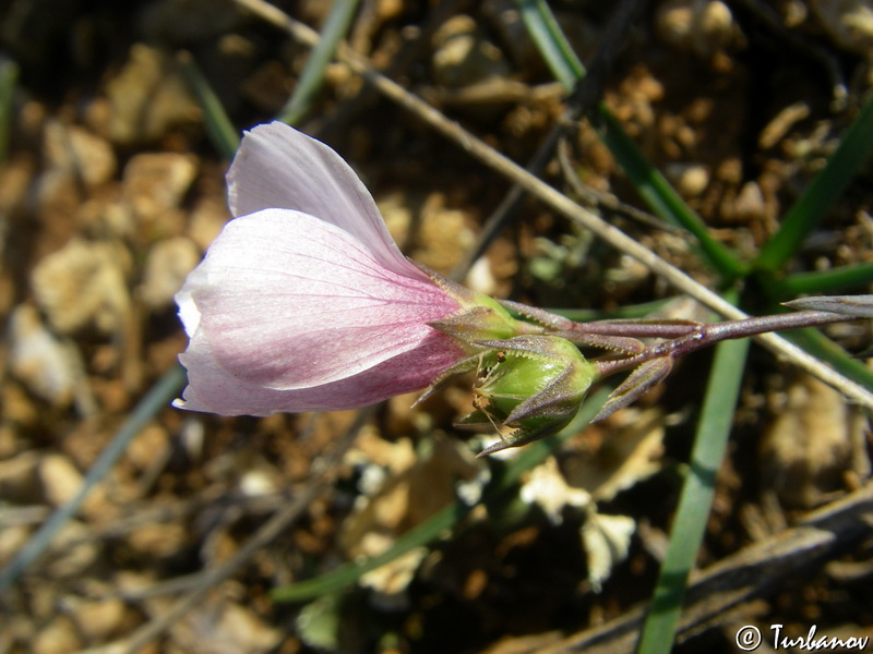 Изображение особи Linum tenuifolium.