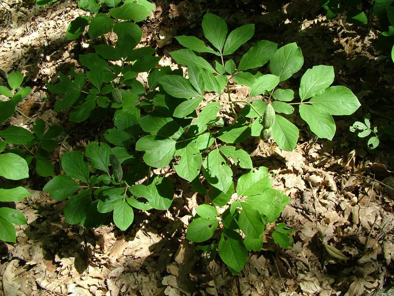 Изображение особи Paeonia caucasica.