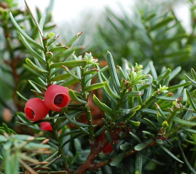 Image of Taxus cuspidata specimen.