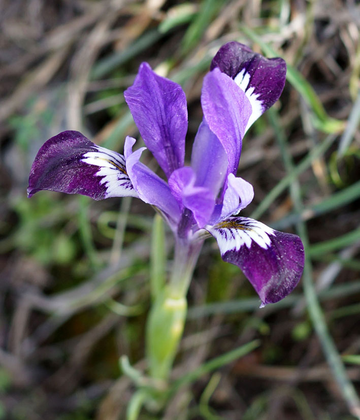 Изображение особи Iridodictyum kolpakowskianum.