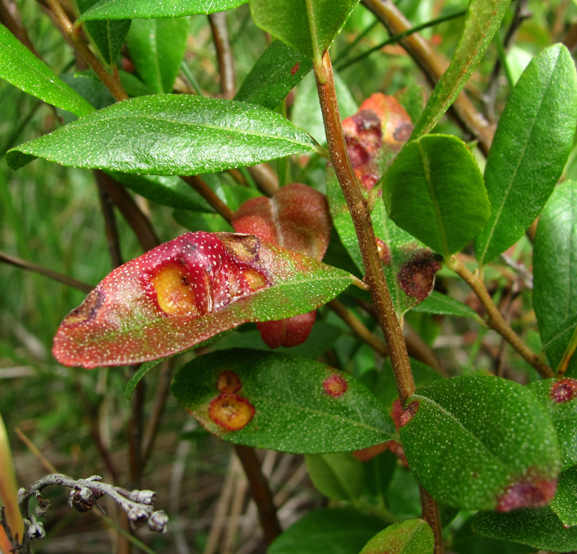 Изображение особи Chamaedaphne calyculata.