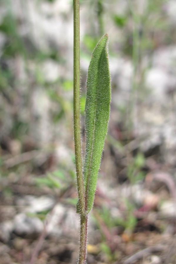 Изображение особи Crepis pulchra.