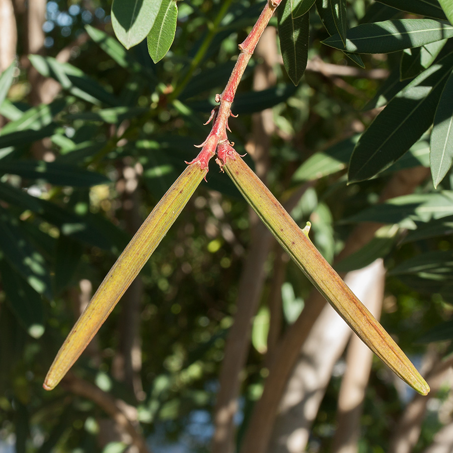 Image of Nerium oleander specimen.