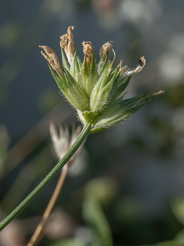 Изображение особи Psoralea bituminosa.