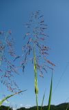 Sorghum halepense