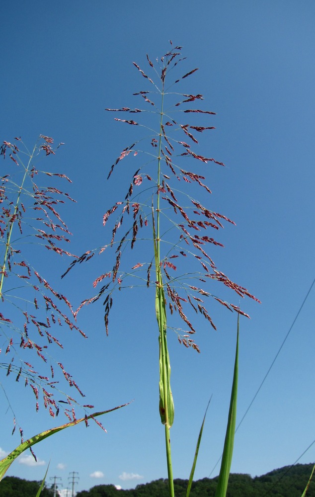 Image of Sorghum halepense specimen.