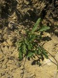 Sisymbrium irio
