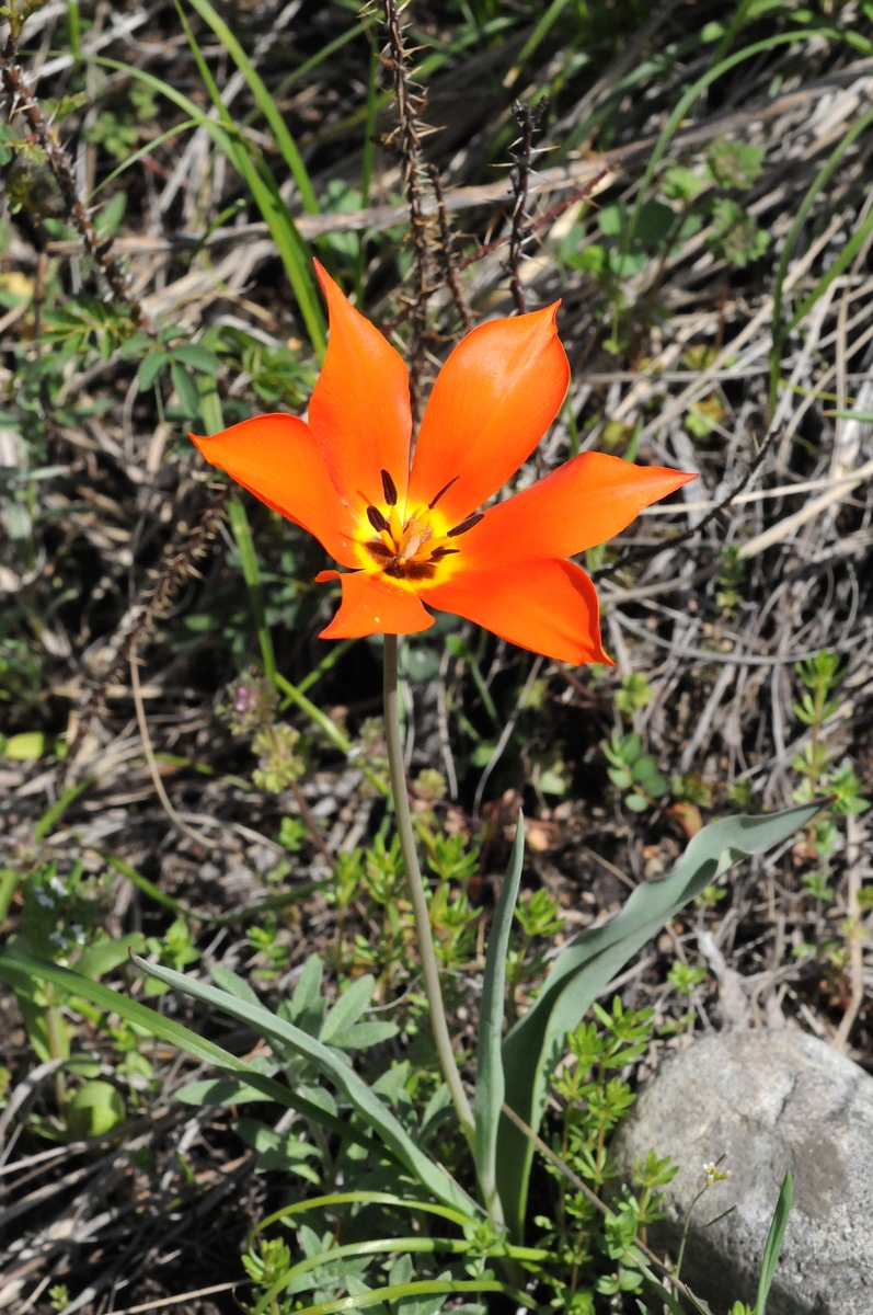 Image of Tulipa ostrowskiana specimen.