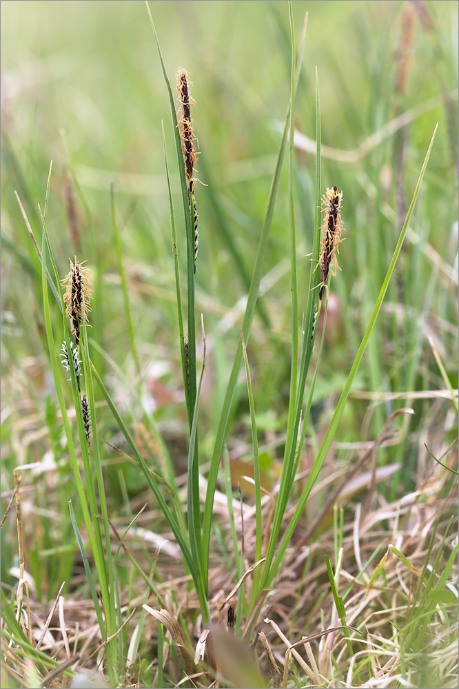 Изображение особи Carex nigra.