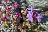 Thymus subarcticus