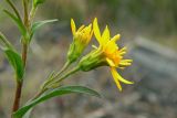 Solidago virgaurea. Соцветия-корзинки. Новгородская обл., Боровичский р-н, западнее г. Боровичи, на вырубке. 20.06.2015.