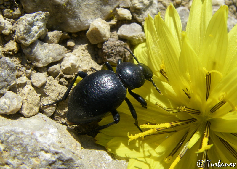 Image of Scorzonera mollis specimen.