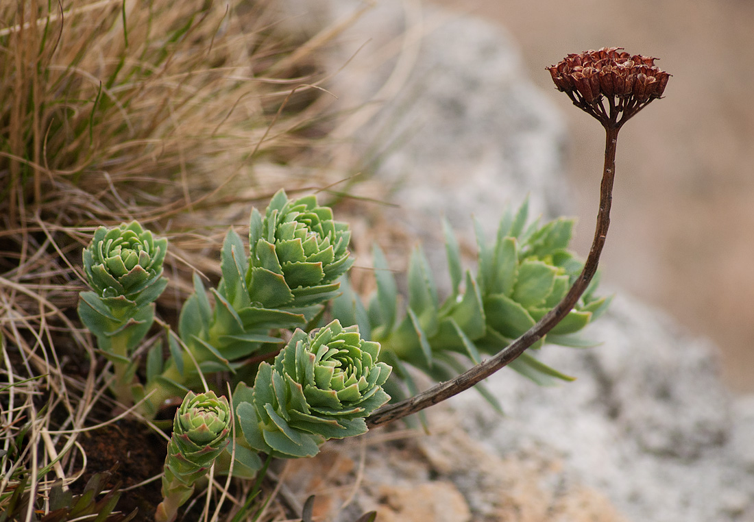 Image of Rhodiola rosea specimen.