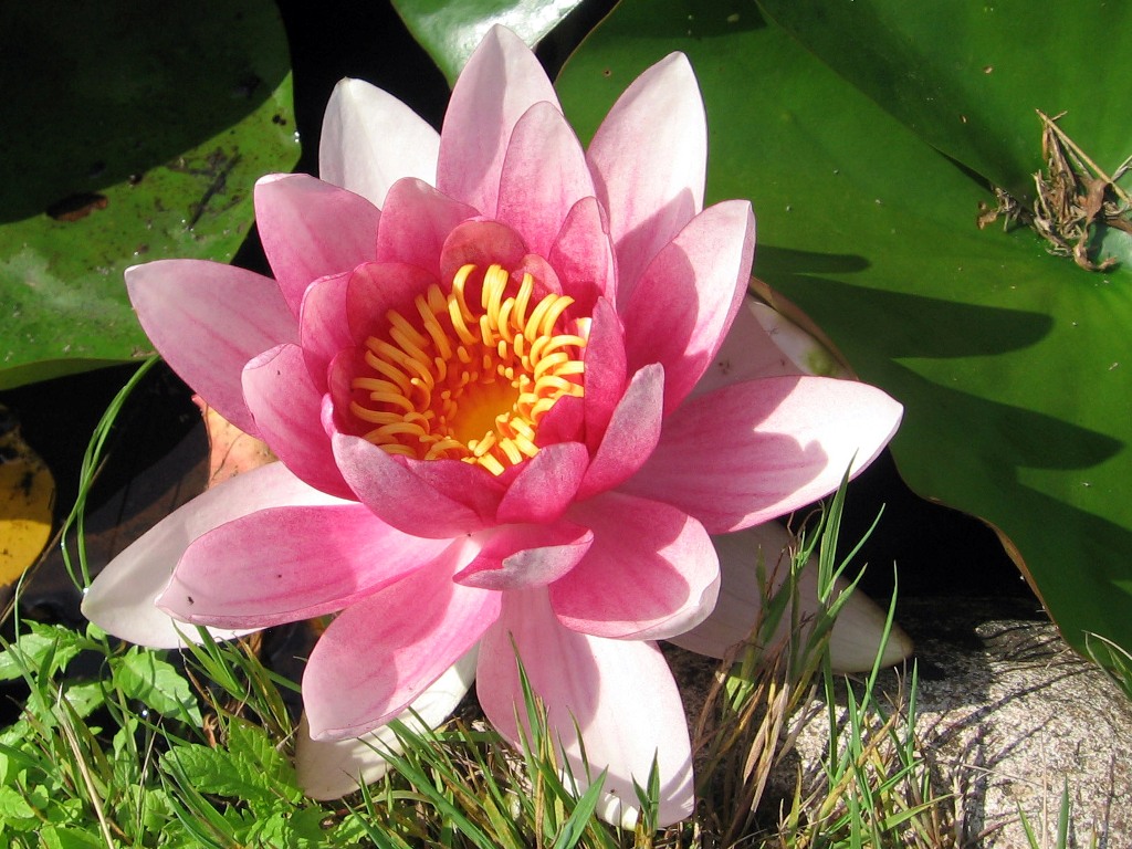 Image of Nymphaea &times; marliacea specimen.