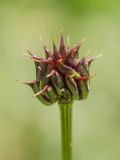 Trollius ranunculinus. Плод. Адыгея, Майкопский р-н, плато Лаго-Наки, хр. Каменное море. 19.07.2015.