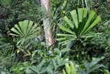 Licuala peltata. Верхушка плодоносящего растения. Андаманские острова, остров Северный Андаман, окр. г. Диглипур, опушка влажного тропического леса.