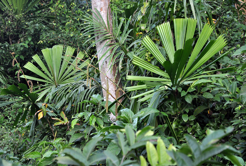 Image of Licuala peltata specimen.