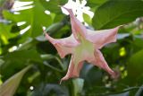 Brugmansia suaveolens. Цветок. Крым, Никитский ботанический сад. 25.09.2012.