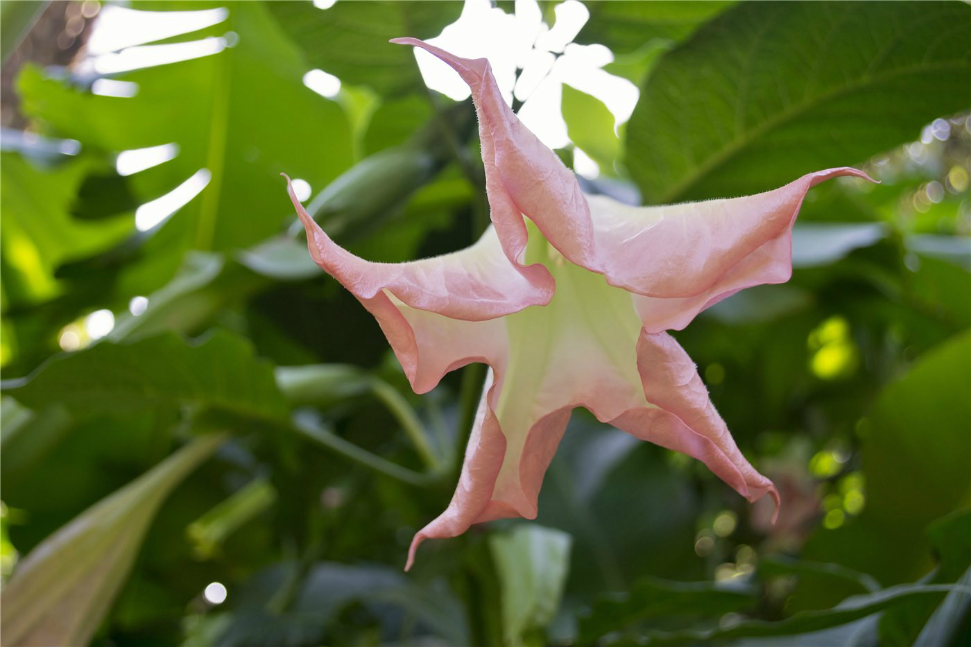 Изображение особи Brugmansia suaveolens.