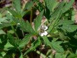 Geranium sibiricum. Верхушка цветущего растения. Челябинская обл., окр. г. Челябинск, Золотая горка, обочина дороги в берёзовом лесу. 03.07.2014.