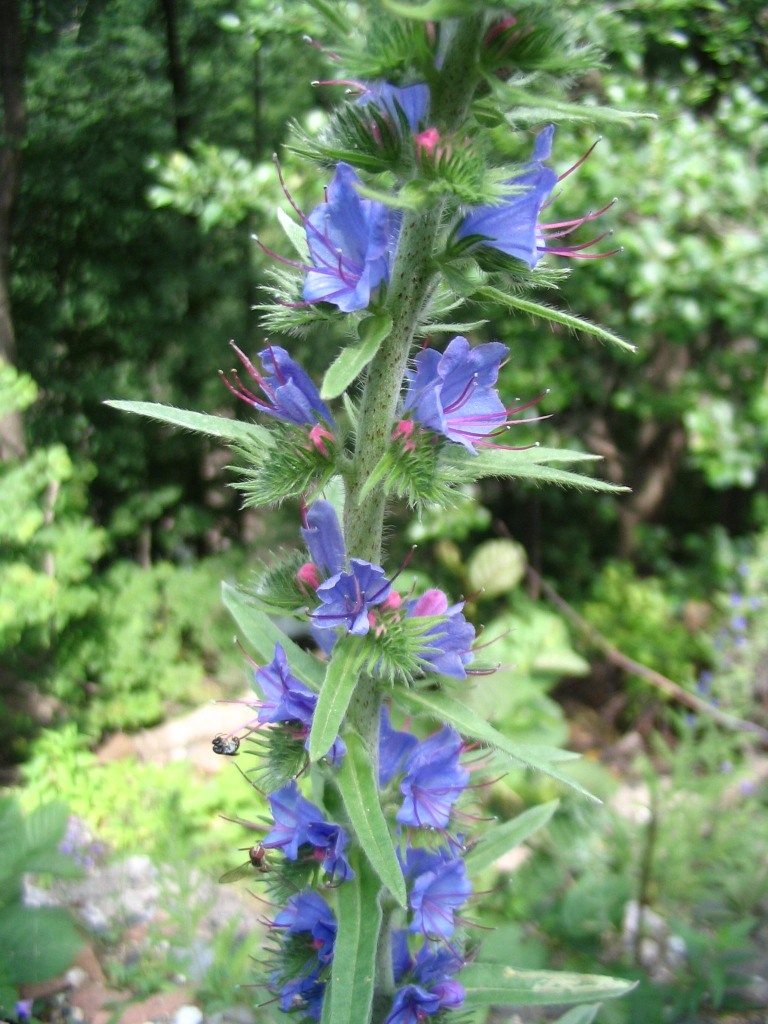 Изображение особи Echium vulgare.