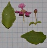 Malpighia glabra