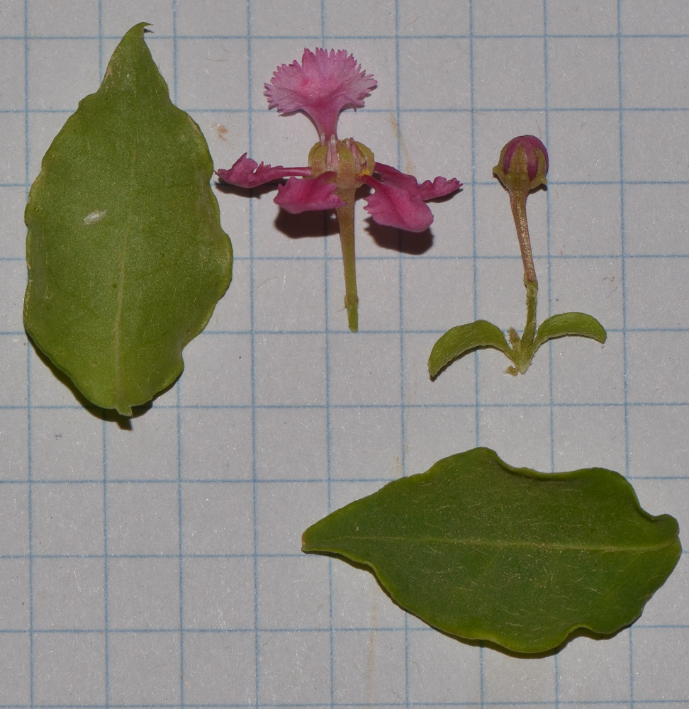 Изображение особи Malpighia glabra.