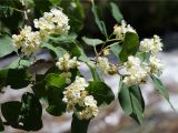 семейство Rosaceae. Цветущая ветка. Кыргызстан, Нарынская обл., левый берег р. Нарын, природный парк Салкын-Тор. 12.07.2015.