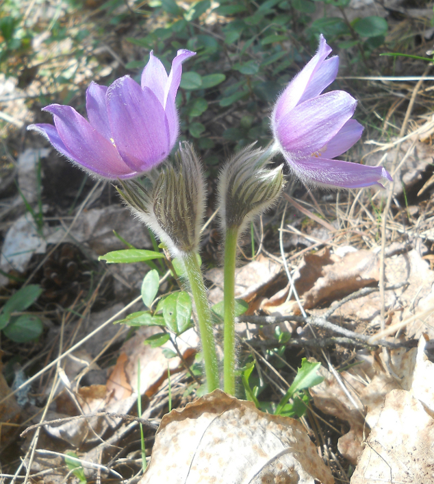 Изображение особи Pulsatilla patens.