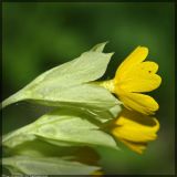 Primula macrocalyx