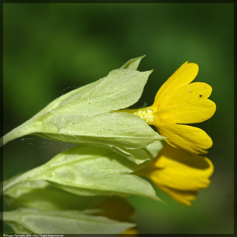 Image of Primula macrocalyx specimen.