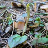 Calypso bulbosa. Побег. Свердловская обл., окр. г. Североуральск, таёжный лес. 18.05.2007.