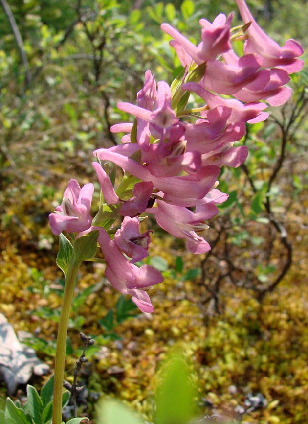 Image of Corydalis paeoniifolia specimen.