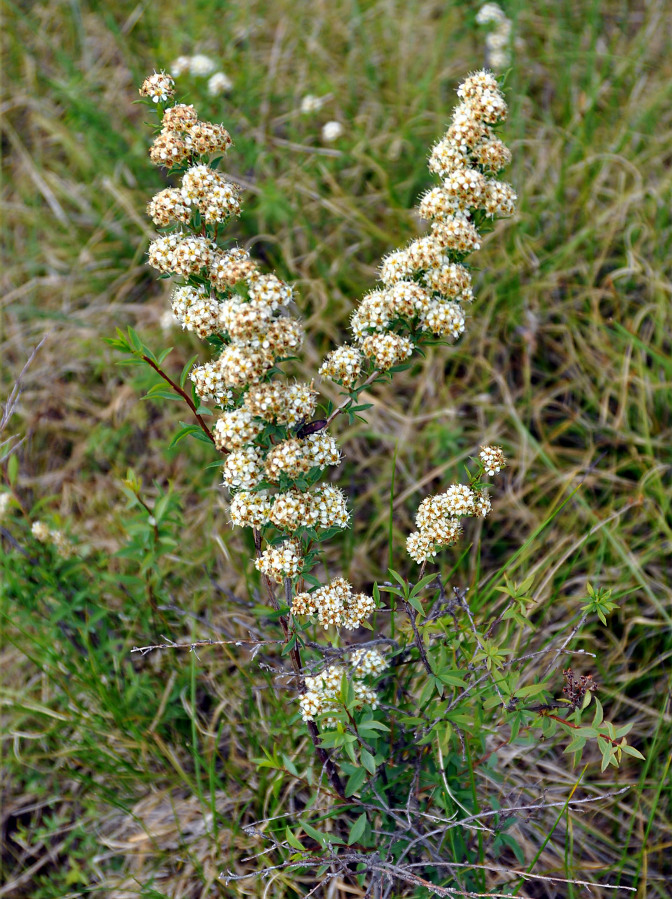 Image of Spiraea alpina specimen.