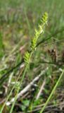 Carex canescens. Соцветие. Окр. Архангельска, болото. 11.06.2011.