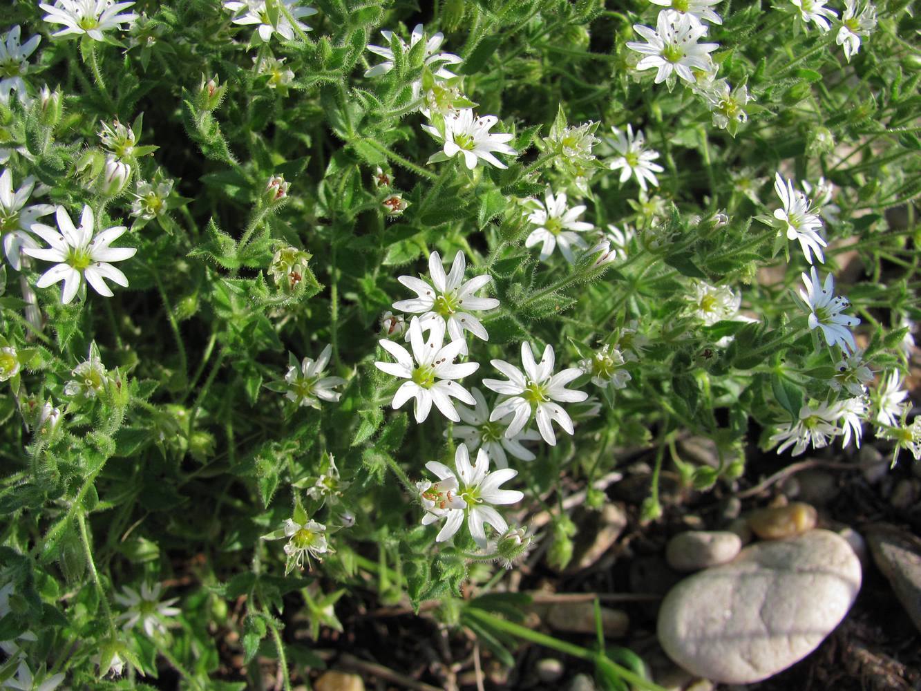 Image of Stellaria dichotoma specimen.