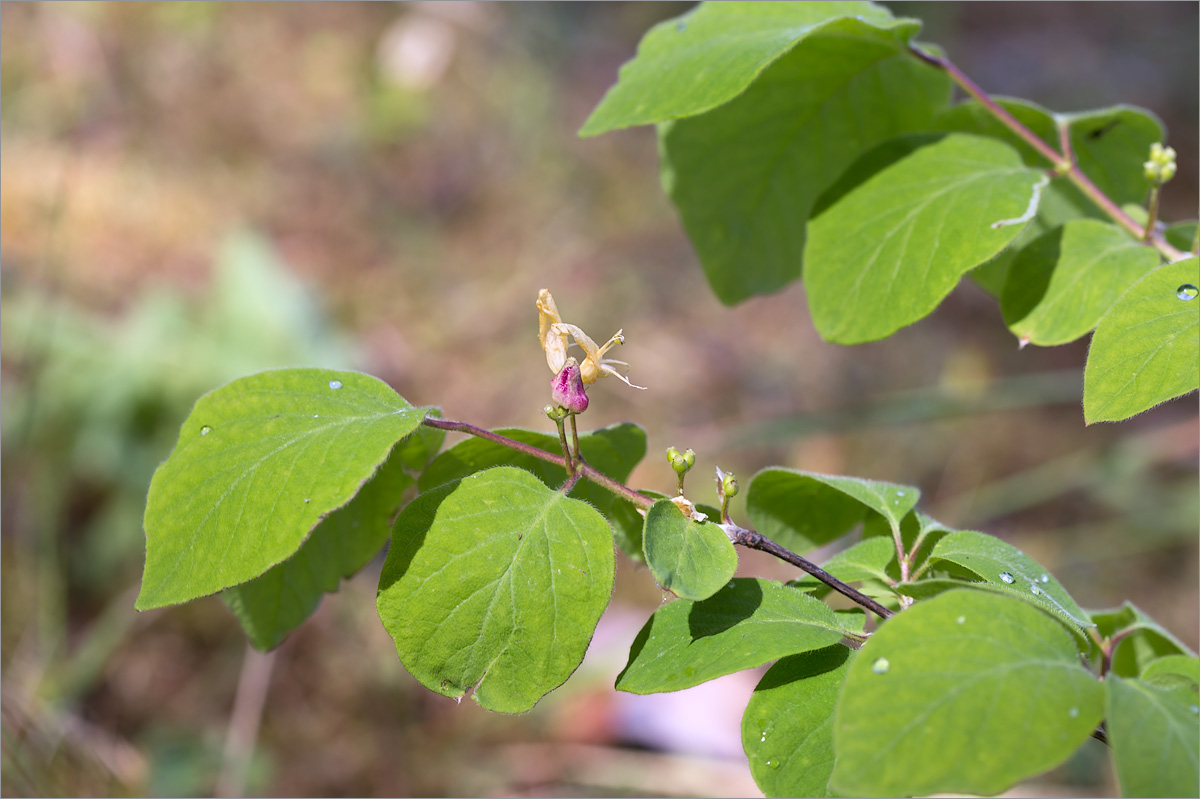 Изображение особи Lonicera xylosteum.