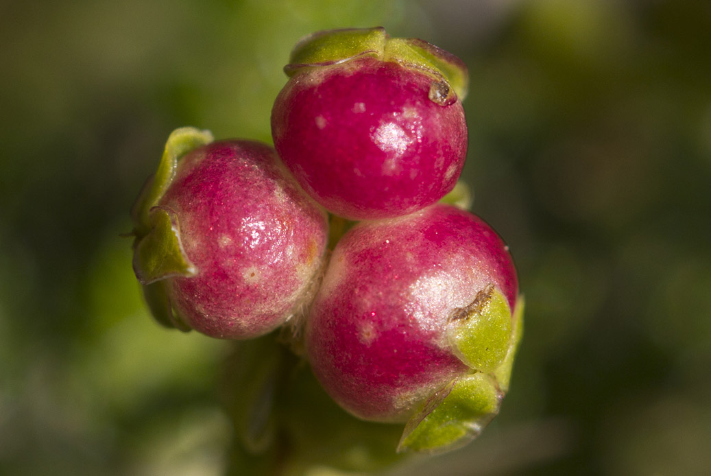 Изображение особи Sarcopoterium spinosum.