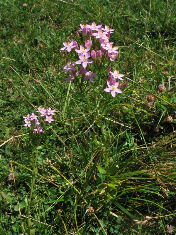 Изображение особи Centaurium erythraea.