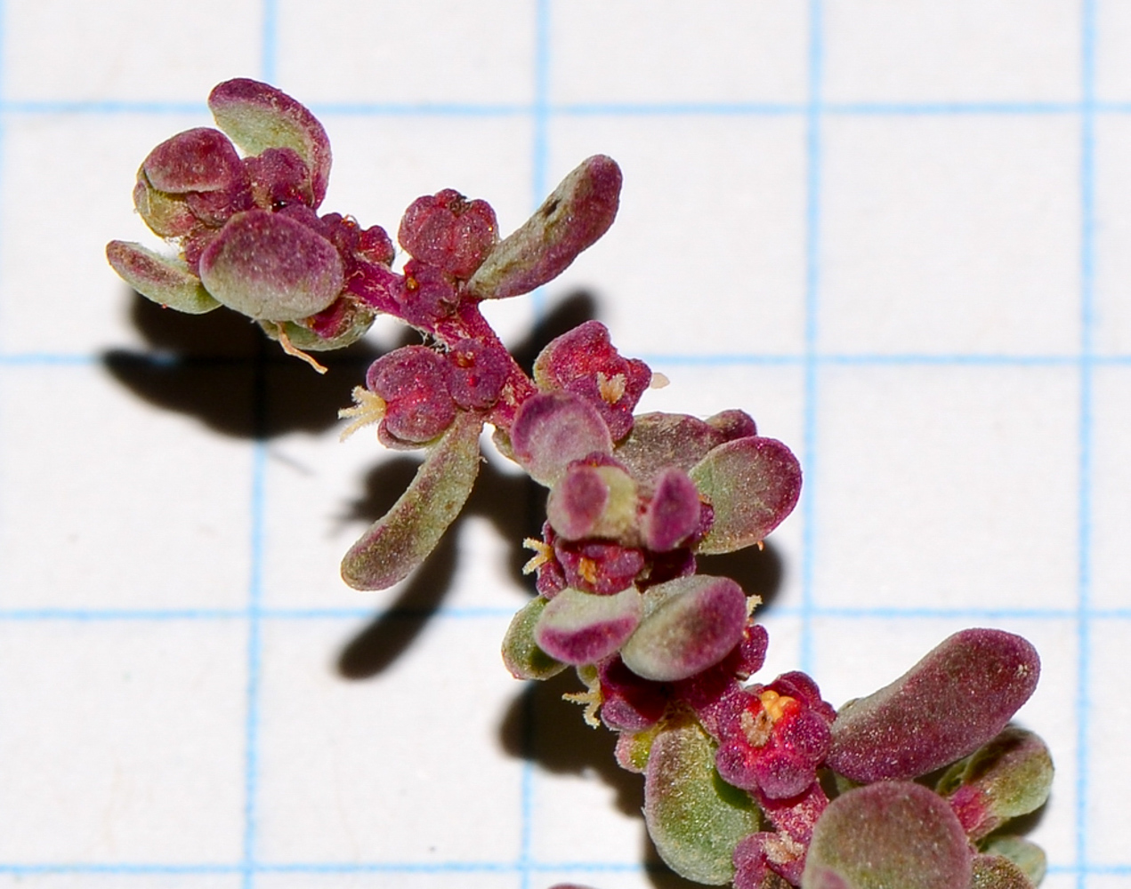 Image of Suaeda vermiculata specimen.