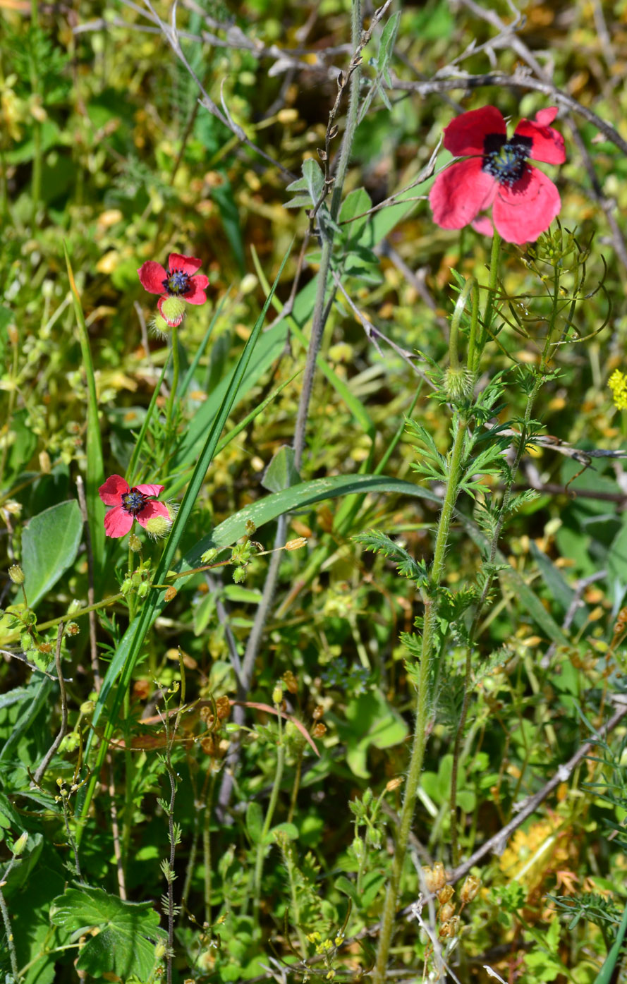 Image of Papaver hybridum specimen.