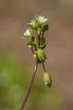 Stellaria media