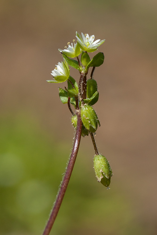 Image of Stellaria media specimen.