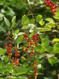 Padus virginiana. Ветвь с созревающими плодами. Санкт-Петербург. 31.07.2009.