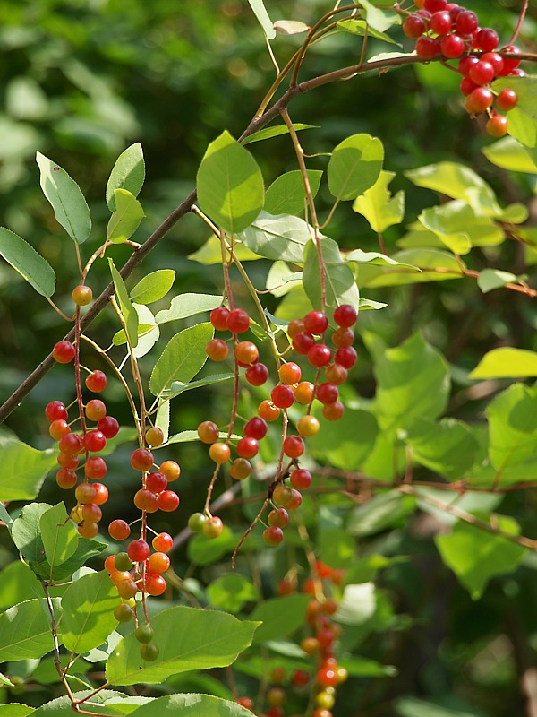 Изображение особи Padus virginiana.