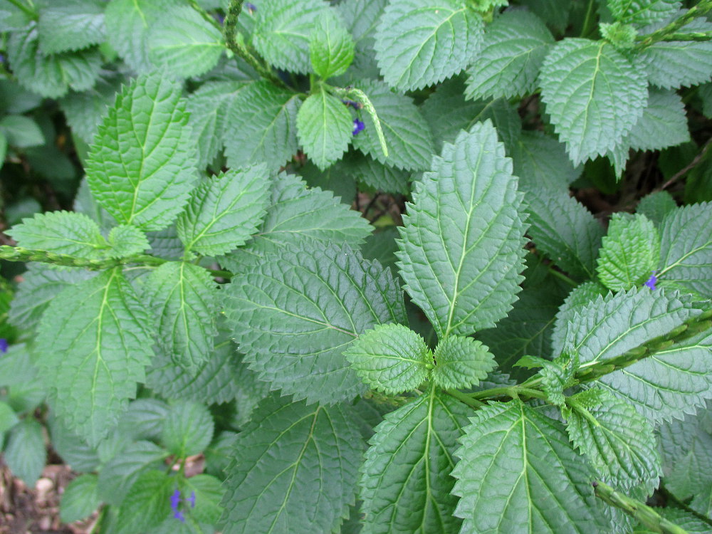 Изображение особи Stachytarpheta cayennensis.