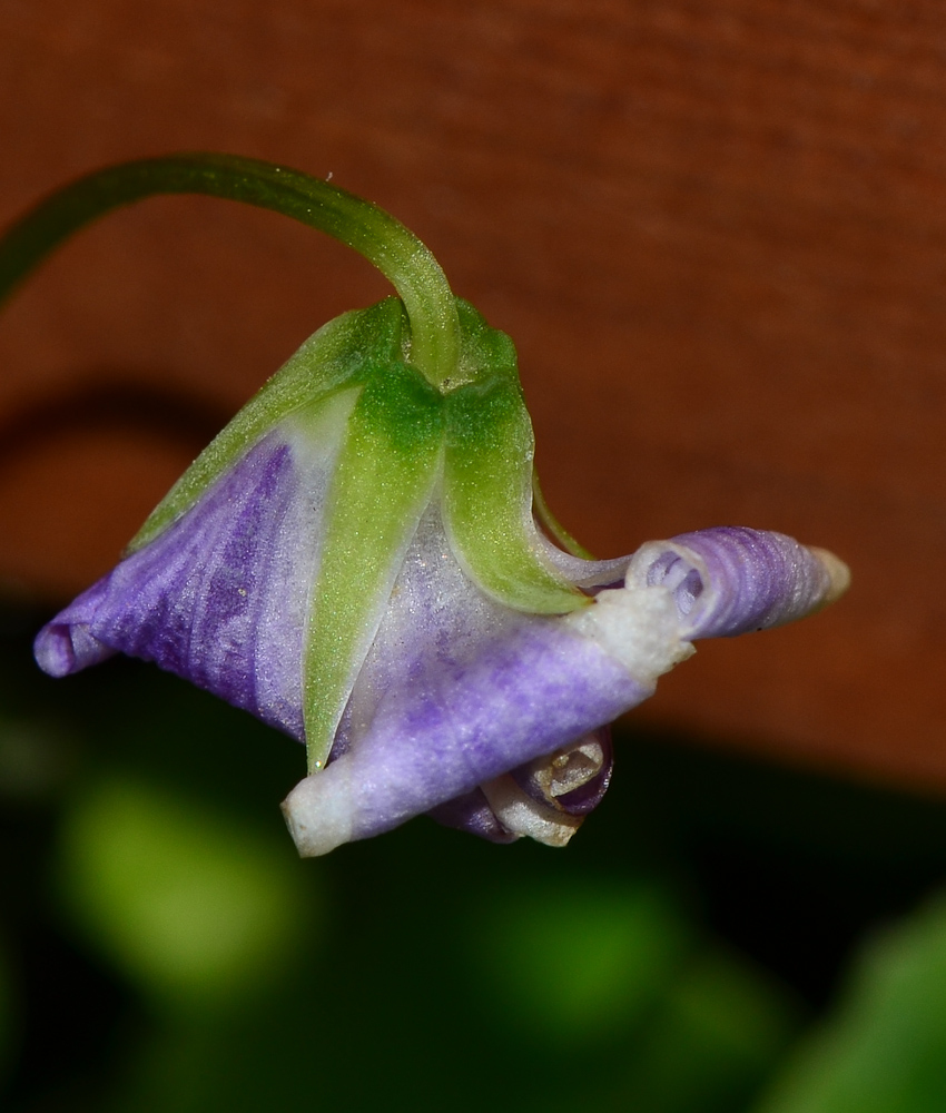 Image of Viola hederacea specimen.