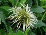 Clematis fusca