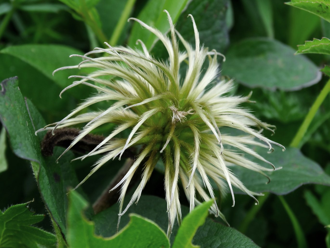 Image of Clematis fusca specimen.