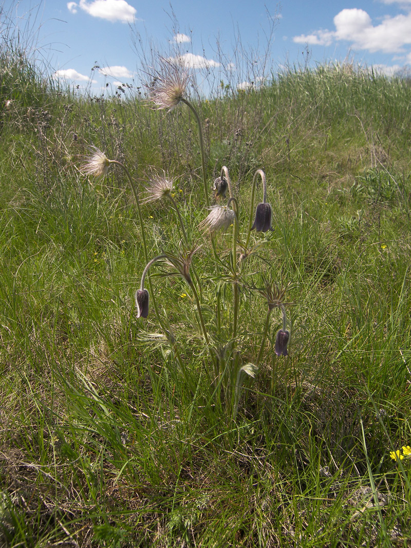 Image of Pulsatilla pratensis specimen.